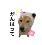柴犬ふくvol.③（個別スタンプ：7）