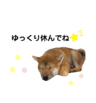 柴犬ふくvol.③（個別スタンプ：8）