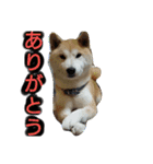 柴犬 ☆ 龍（個別スタンプ：1）