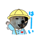 柴犬 ☆ 龍（個別スタンプ：3）