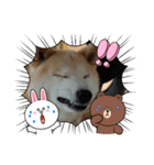 柴犬 ☆ 龍（個別スタンプ：5）