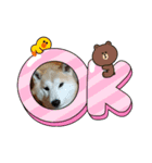 柴犬 ☆ 龍（個別スタンプ：7）