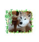 柴犬 ☆ 龍（個別スタンプ：9）