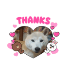 柴犬 ☆ 龍（個別スタンプ：10）