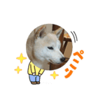 柴犬 ☆ 龍（個別スタンプ：11）