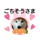 柴犬 ☆ 龍（個別スタンプ：12）