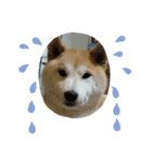 柴犬 ☆ 龍（個別スタンプ：14）