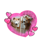 柴犬 ☆ 龍（個別スタンプ：16）