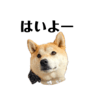 柴犬 雷くん2（個別スタンプ：1）