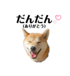 柴犬 雷くん2（個別スタンプ：2）