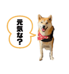柴犬 雷くん2（個別スタンプ：5）