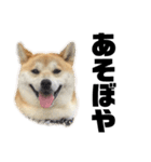 柴犬 雷くん2（個別スタンプ：6）