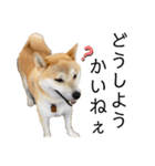 柴犬 雷くん2（個別スタンプ：7）