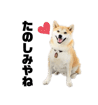 柴犬 雷くん2（個別スタンプ：8）