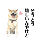 柴犬 雷くん2（個別スタンプ：10）