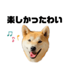 柴犬 雷くん2（個別スタンプ：11）