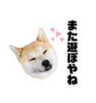 柴犬 雷くん2（個別スタンプ：12）