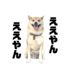 柴犬 雷くん2（個別スタンプ：16）