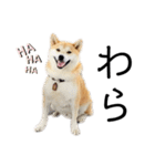 柴犬 雷くん2（個別スタンプ：18）
