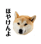 柴犬 雷くん2（個別スタンプ：24）