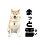 柴犬 雷くん2（個別スタンプ：30）