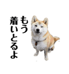 柴犬 雷くん2（個別スタンプ：31）
