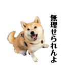 柴犬 雷くん2（個別スタンプ：33）