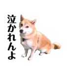 柴犬 雷くん2（個別スタンプ：34）