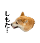 柴犬 雷くん2（個別スタンプ：36）