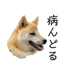 柴犬 雷くん2（個別スタンプ：37）