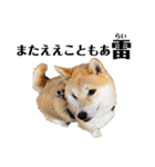 柴犬 雷くん2（個別スタンプ：38）