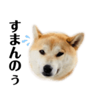 柴犬 雷くん2（個別スタンプ：39）