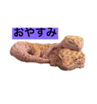 裏スジスタンプ（個別スタンプ：1）