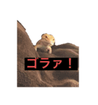 裏スジスタンプ（個別スタンプ：4）