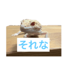 裏スジスタンプ（個別スタンプ：7）