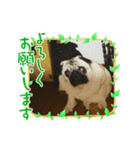 うちのわんこラブ（個別スタンプ：1）