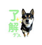 柴犬 黒柴きのこの日常6 毎日使える編Ⅱ（個別スタンプ：1）