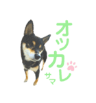 柴犬 黒柴きのこの日常6 毎日使える編Ⅱ（個別スタンプ：14）