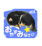 柴犬 黒柴きのこの日常6 毎日使える編Ⅱ（個別スタンプ：16）