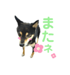 柴犬 黒柴きのこの日常6 毎日使える編Ⅱ（個別スタンプ：24）