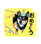 柴犬 黒柴きのこの日常6 毎日使える編Ⅱ（個別スタンプ：33）