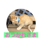 まろんちゃんとくるみちゃんと琥珀3（個別スタンプ：1）