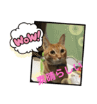 まろんちゃんとくるみちゃんと琥珀3（個別スタンプ：7）