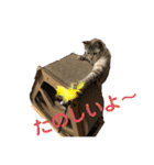 まろんちゃんとくるみちゃんと琥珀3（個別スタンプ：16）