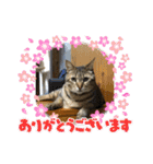 まろんちゃんとくるみちゃんと琥珀3（個別スタンプ：18）