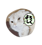 コナの毎日（個別スタンプ：6）