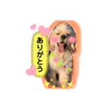 ゴンちゃんの万能スタンプ①（個別スタンプ：2）