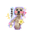 ゴンちゃんの万能スタンプ①（個別スタンプ：5）