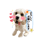 ゴンちゃんの万能スタンプ①（個別スタンプ：7）