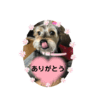 犬猫三昧➓（個別スタンプ：1）